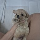톰퍼피 강아지 분양 | 홍스퍼피 인천강아지분양샵 후기