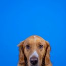 마산애견 이미지