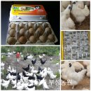 백봉오골계 부성농원 이미지