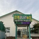 안계미나리농장 이미지