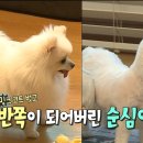 순심이 Daum카페