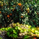 성산 동백소랑 이미지