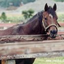 통산2목장 이미지