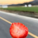 베리굿딸기농장