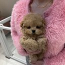 대구강아지분양 럽댕 이미지