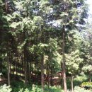 두동편백마을 이미지