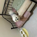 르라움 애견호텔 신암점 이미지