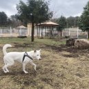 퍼피월드제주 이미지