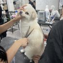 억대농장 | 구월동애견미용학원 60대 창업까지 가능한 분야 (수업료/기간)