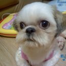 뽀야 Daum카페