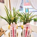 내포비료 | 동양란 황룡관(황금분) 빠른 배송 후기 내포된 상징성으로 축하의 자리를 더욱 품격있게