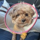 반곡동 작은동물병원 이미지