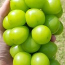 달보드레2 이미지