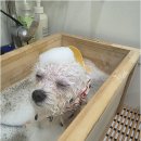 반려견 미용 고민 끝! 미사교감미용의 진수를 누릴 수 있는 하남 와르아르 방문 꿀팁 안내