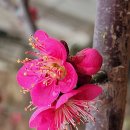 시풍농장 | 매화 관련 한시 4수(梅花 關聯 漢詩 4首)