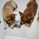 펫츠 퀴진 | 강아지 간식 유기농 프리미엄 수제간식 펫츠퀴진