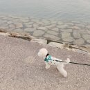 토리멍 | 소형견 강아지 하네스 추천 앞섬방지 멍템 팔레트 하네스 착용 후기