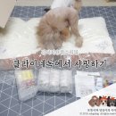 클라이네독 이미지