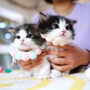 강남 고양이 분양 캣프렌즈 | 강남고양이분양 첫 냥이, 운명처럼 캣프렌즈에서 만났어요