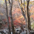 지리산 단풍비 이미지