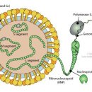 절지동물(Arthropod)과 설치류(Rodent)를 매개로 하는 바이러스에 의한 감염 이미지