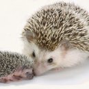 늘봄 동물병원 이미지