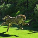 치타(CHEETAH) 이미지
