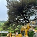 [아이와 가볼만한 곳 - 경북 봉화군] &#34;국립 백두대간 수목원 호랑이숲 방문기 🐯 실제 호랑이를 눈앞에서...