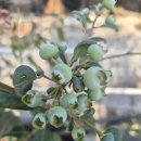 해피농장 이미지