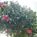 동백부인 경로당 이미지