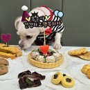 퍼피버스데이 이미지