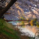 서운체육공원 (양궁장입구) | 인천 벚꽃 개화시기 2026, 추천 코스 계양구 서부천 노무현대통령 벚꽃길