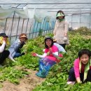 삼도농장 이미지