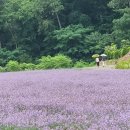 정읍라벤다허브원 이미지