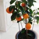 오렌지나무 이미지