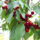 초이농장 이미지