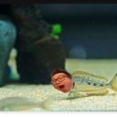 다루아쿠아 이미지