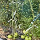 (주)골든아워이피티씨 | 초보 농부의 텃밭에서 에어룸 토마토 키우기 마지막편🍅 (수확)