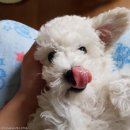 어울리개 이미지