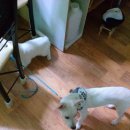 멍멍아 산책가자 이미지