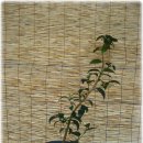 사간의향기 이미지