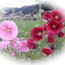 김문환농장 Daum카페