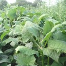 초월농장 이미지