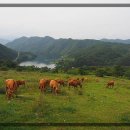 🌿 충남 서산 여행지 추천! 서산한우목장에서 즐기는 웰빙산책 🐄🍃