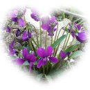 대원조아공인중개사사무소 이미지