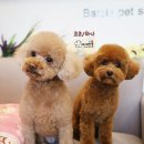 라니네 애견샵 이미지