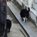 도림천로21길 이미지