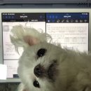 댕댕이모 이미지