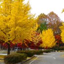 2025 서울 단풍 이미지