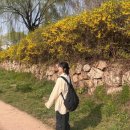 장안1교 | 벚꽃룩의 공식을 무시해서 생긴 일 [수원 벚꽃명소]